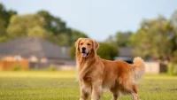 What is a Golden Retriever Breed?