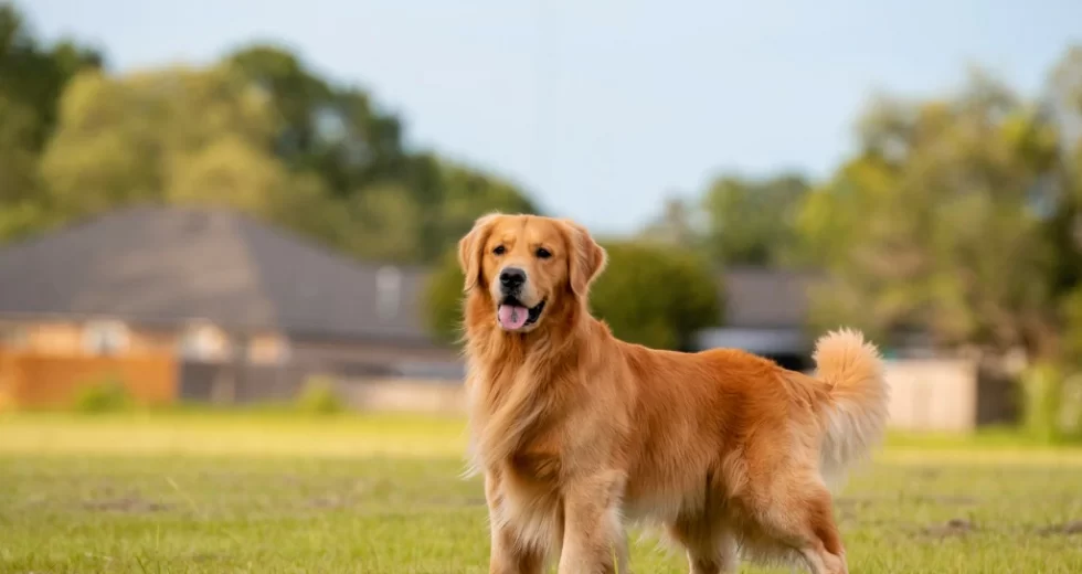 What is a Golden Retriever Breed?