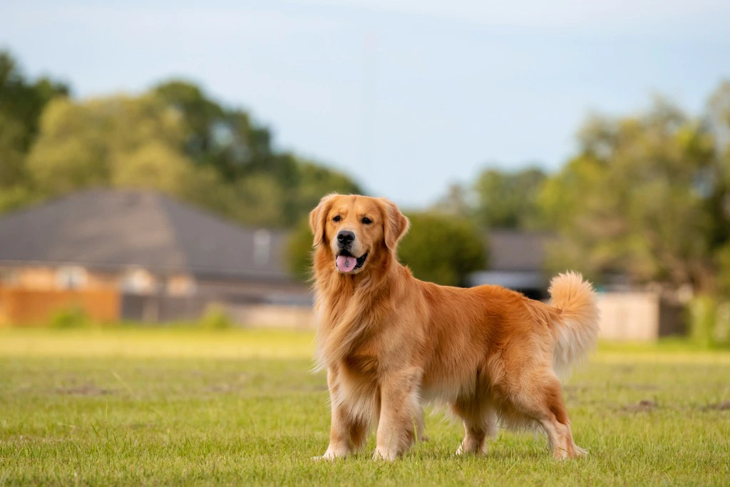 What is a Golden Retriever Breed?